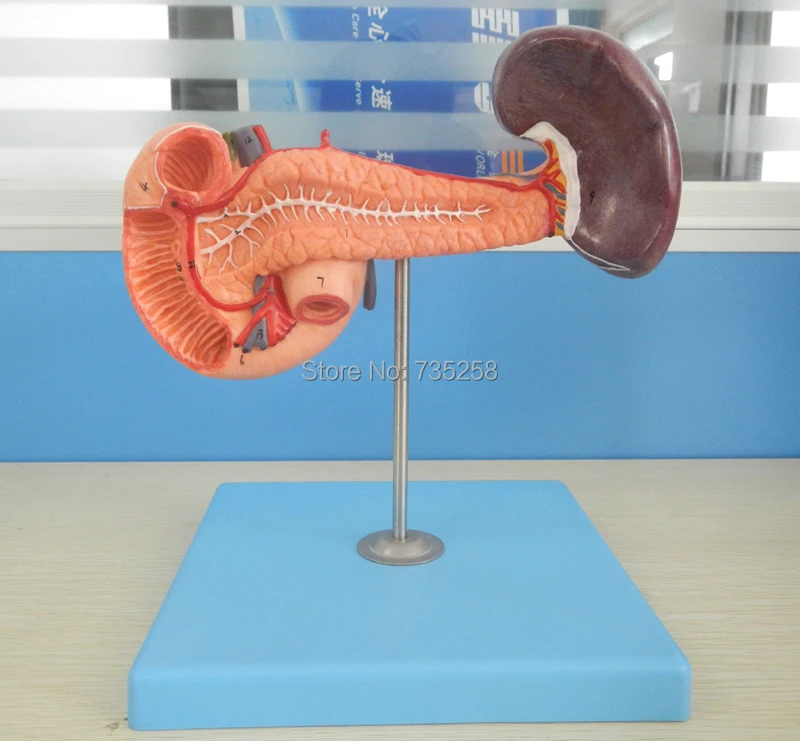 

Pancreas with Spleen and Duodenum,Pancreas,Duodenum And Spleen Model