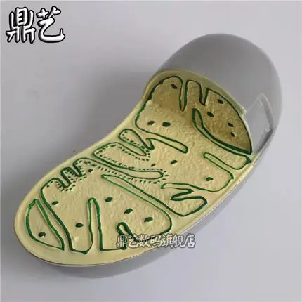 Модель органической структуры биологический обучающий инструмент mitochondria хлоропласт Golgi аппарат