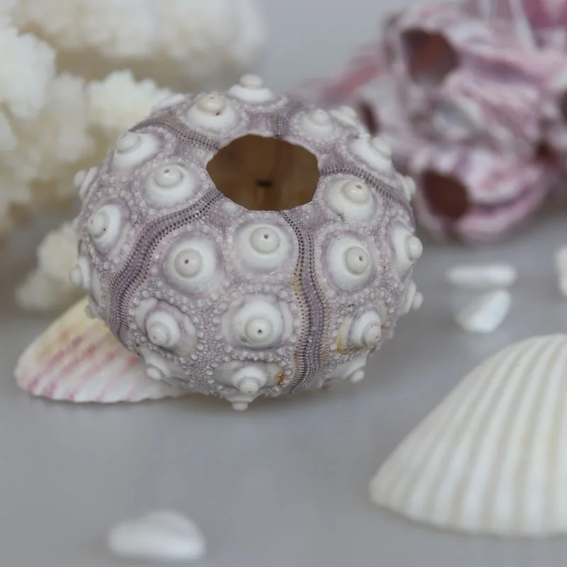 Бесплатная доставка натуральный морской урчин раковины Пляжное свадебное