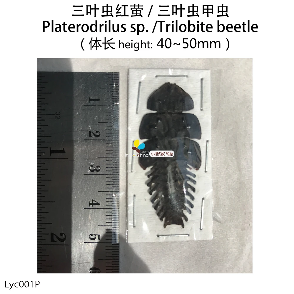Platerodrilus sp. трилобитовый Жук трилобитовая личинка неподготовленное и
