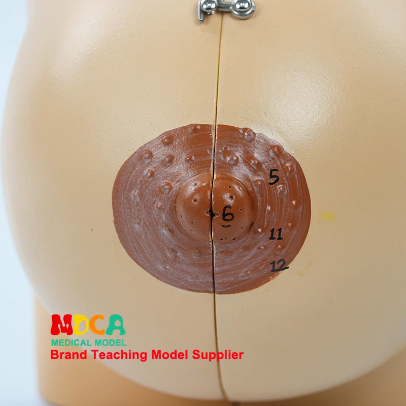 

Female stationary phase breast anatomy model breast augmentation beauty model gynecological model medical teaching MRF001