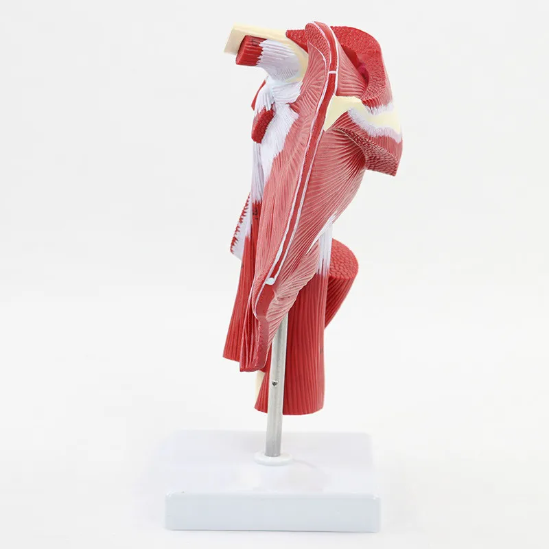 Анатомическая модель верхней конечности человека с мышечной конечностью