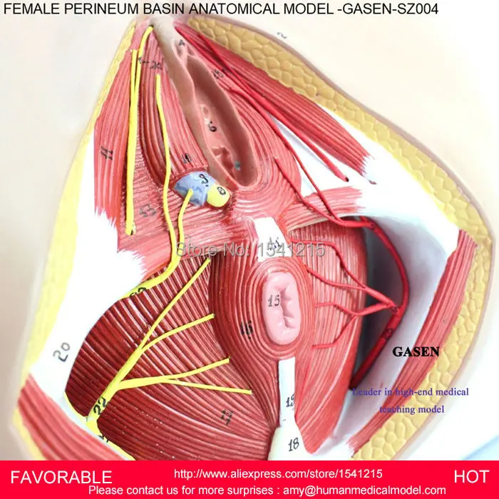 Женская репродуктивная модель вагины генитальная медицинская репродуктивной