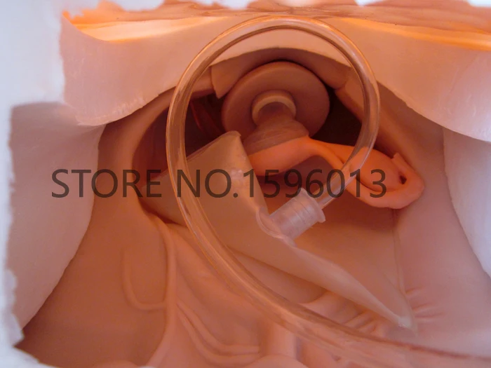 Гинекологический симулятор обследования тренировочный манекен модель анатомии