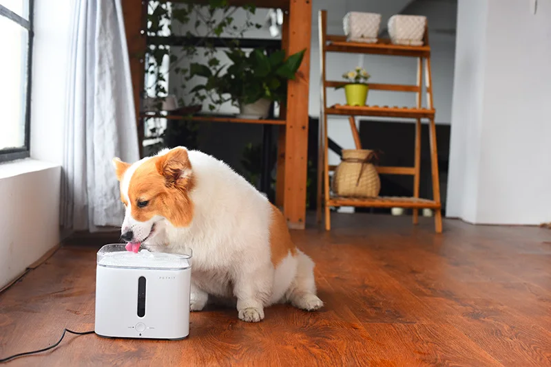 PETKIT электрический питомец кошка собака питьевой воды диспенсер Фонтан автоматическая кормушка собаки квадратный поилка comederos para mascotas