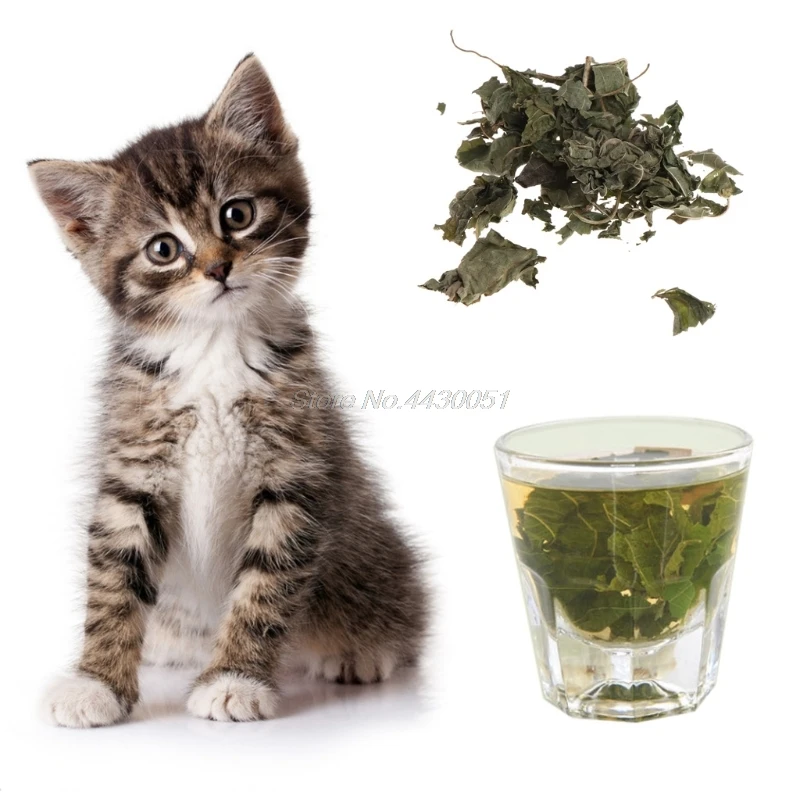 

Natural Silvervine Leaves Cat Catnip Dried Polygonum Matatabi Toys Flavor Snacks Dropshipping