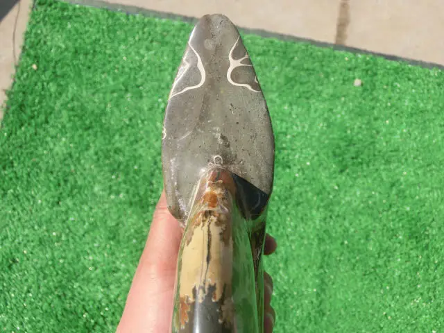 2220 г (4.88 фунта) Jade хризантемы аммонита В виде ракушки Fossil Мадагаскар nra123|shell|shell