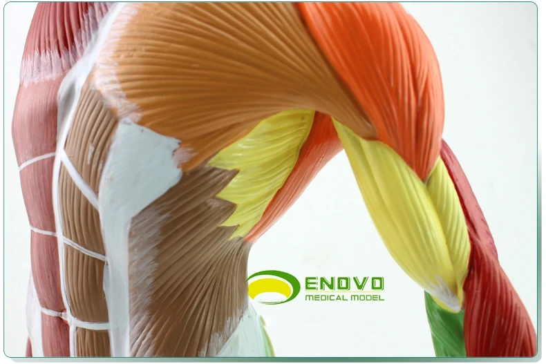 Тренировка мышц всего тела система тренировки 50*24 5*17 см | Канцтовары для офиса и