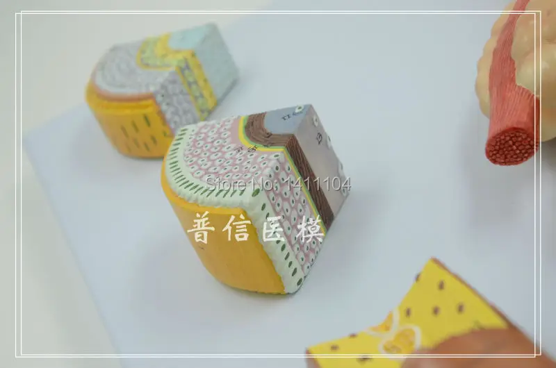 Бесплатная доставка корка для волос структура роста корней красота модель