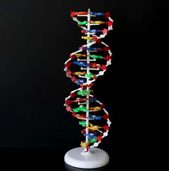 Биология генная ДНК структура модель с двойной завиткой|Медицинская наука| |