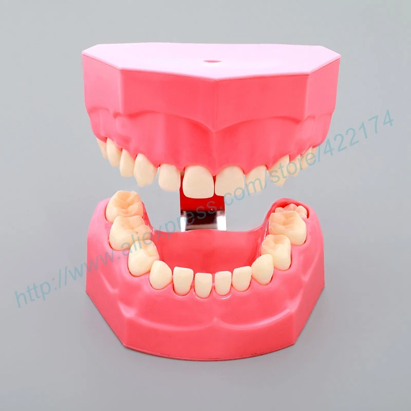 Детская обучающая модель стоматологических зубов стоматолога для обучения