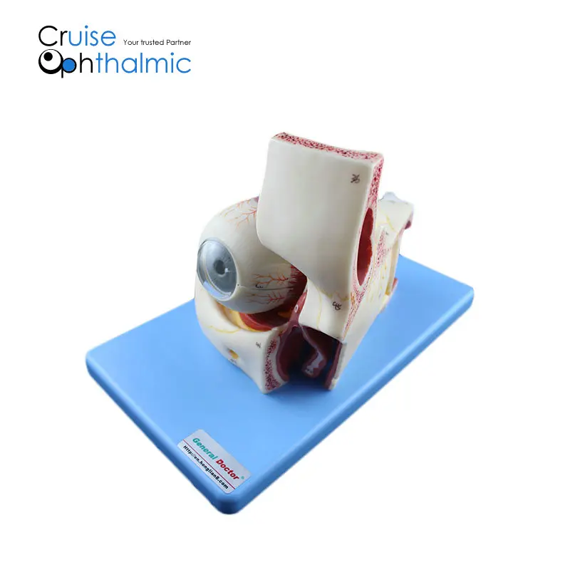 Премиум орбита и глазных мышц 5X модель глазного яблока | Для обучения