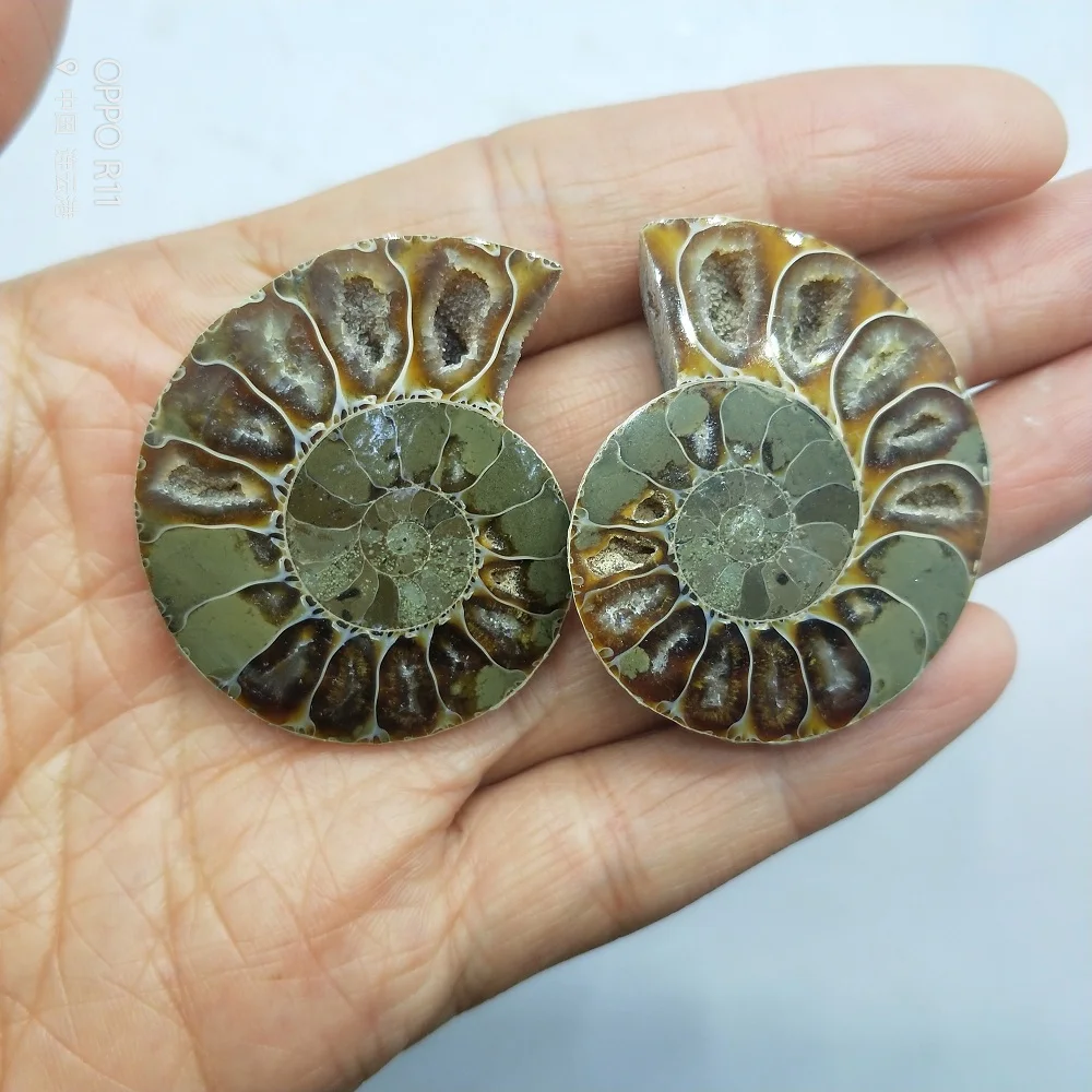 2 шт. Новые Натуральные раковины хризантемы аммонит улитка Мадагаскарский