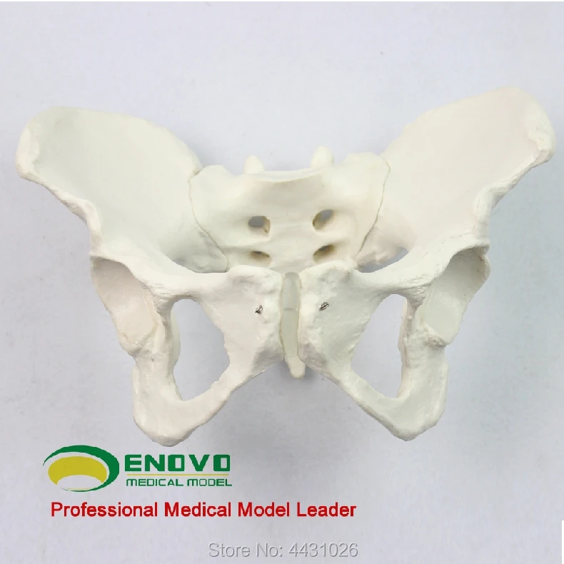 ENOVO Standard female pelvic gynecological examination model of human bone specimen pelvis measurement model enovo standard female pelvic gynecological examination model of human bone specimen pelvis measurement model