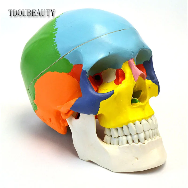 Манекен 22 дюйма анатомическая модель черепа TDOUBEAUTY с дидактической окраской 3