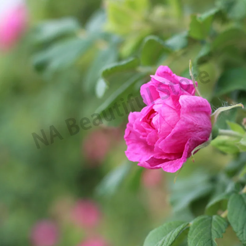 Чистая Роза Порошковая маска порошок естественным образом не добавляют 1250 сетки