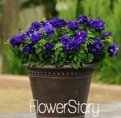 9 Лимонный ломтик Superbells calibachoa Petunia годовой Цветочный ЗАВОД, 100 растение в упаковке, 24 цвета на выбор,# WI1AJX - Цвет: 9