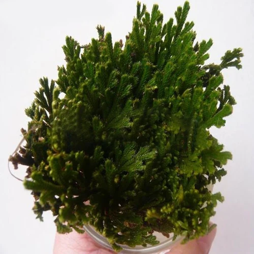 hot!1 Pc Live Resurrection Plant Rose of Jericho Dinosaur Plant Air Fern Spike Moss