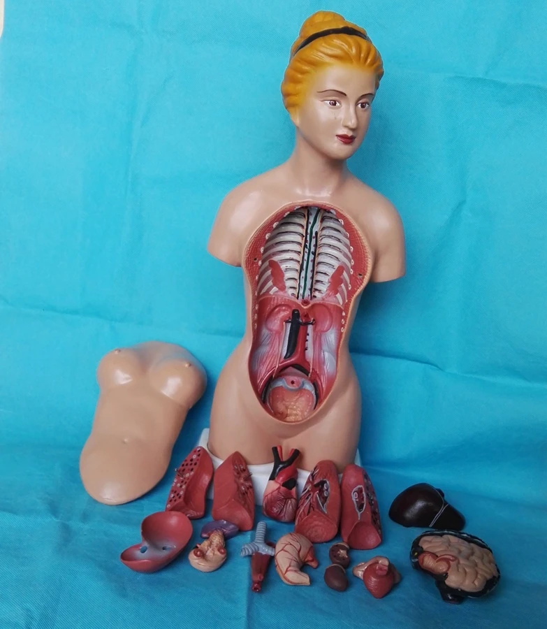 45cm Human Torso Model 16pcs Assembled Medical Anatomy Body Anatomical Kids Assembly Science Educational Toys | Канцтовары для