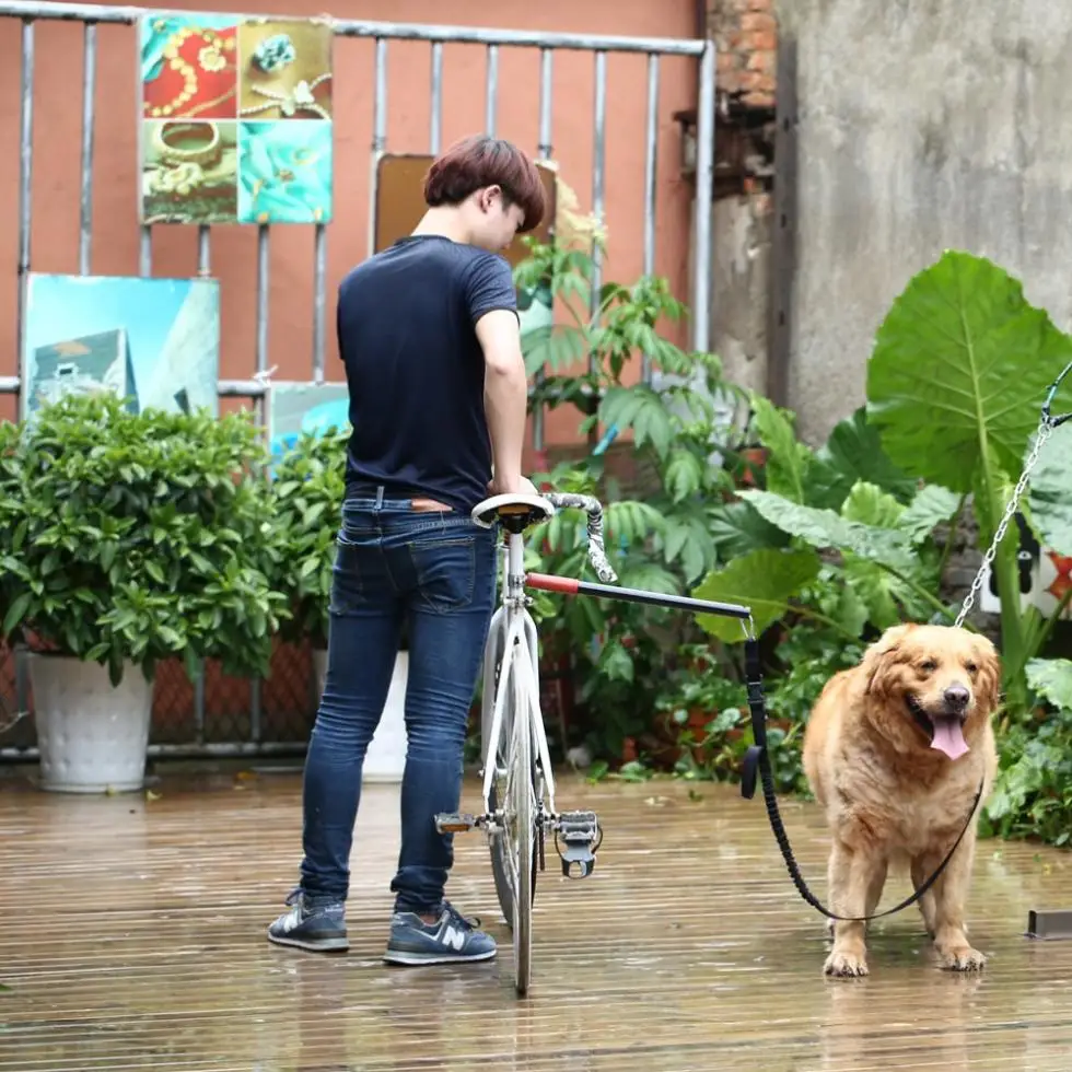 Petalent высококачественный поводок для собаки/поводок собаки Тедди/золотистый