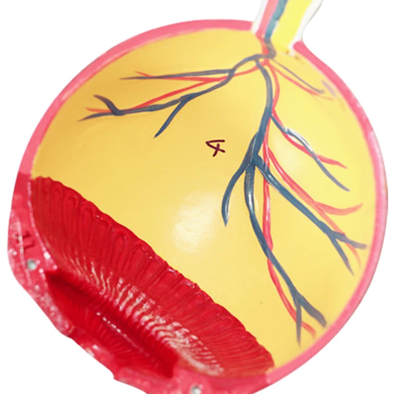 Увеличьте 3х жизненную величину высокого класса ПВХ модель человеческого глаза