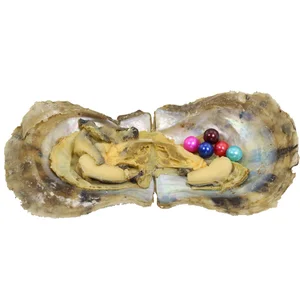 Multiple Pearls in Akoya Oyster Saltwater Oyster Random Mix 25 Colors Round Pearls Mini Monster Vacuum Packed ABH900