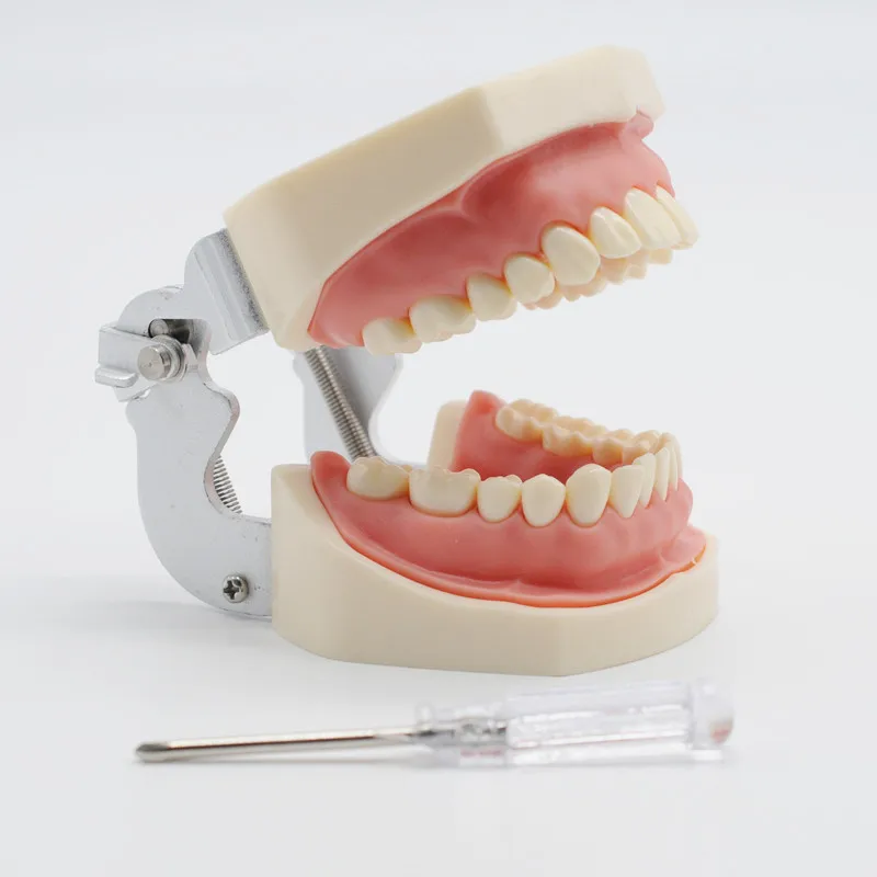 Dentistry Lab Student Study Practice Soft Gum Teeth Model Teeth Replacement