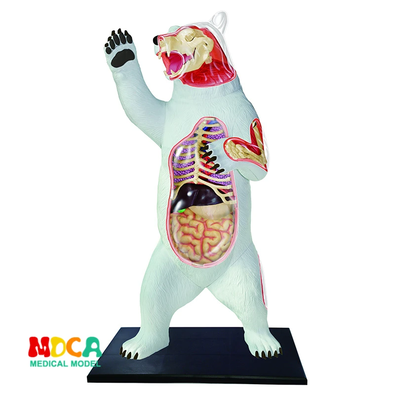 Игрушка для сборки Polar bear 4d master биология животных модель обучения|Медицинская