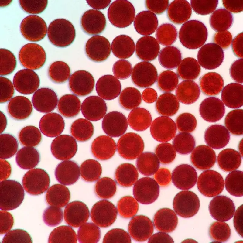 5% натуральный порошок астаксантина 10 г-200 г один экстракт haematococcus Pluvialis Антивозрастные антиоксиданты
