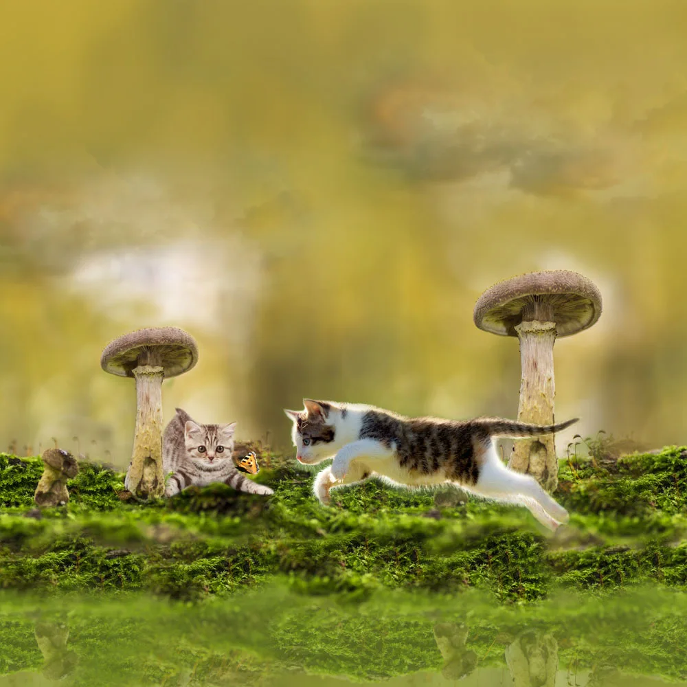 Пододеяльник в комплекте с пододеяльником Кота 100 хлопок | Дом и сад