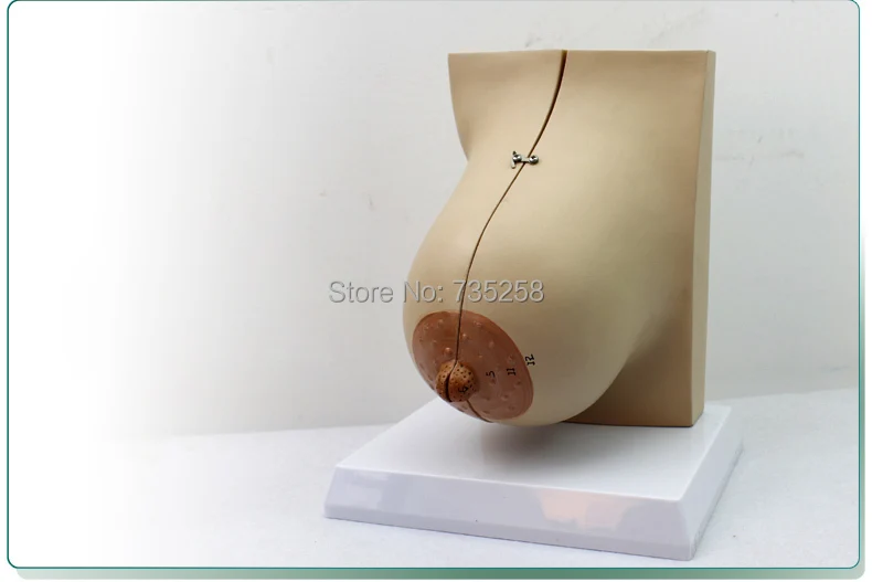 Lactating Breasts Anatomical Model Female Breast Anatomy Teaching | Канцтовары для офиса и дома
