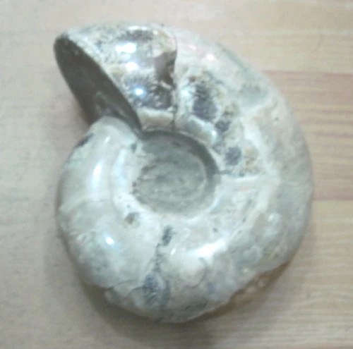 60 8lb натуральное красивое Окаменевшее аммонитом (меловидное)|ammonite fossil jewelry|fossil