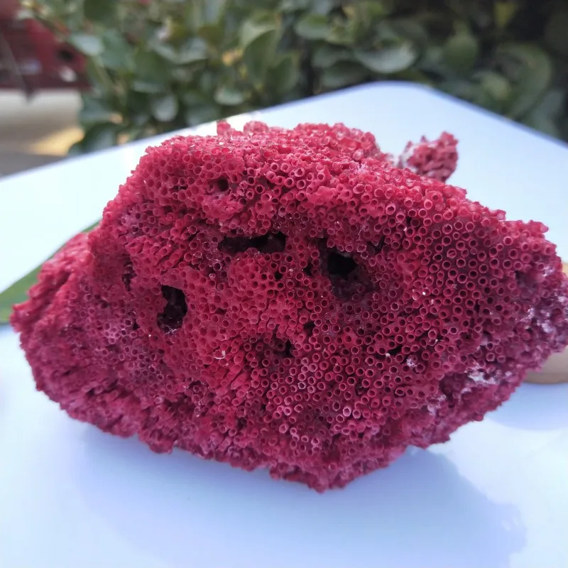 10-12 см натуральный морской Красный Коралловый аквариум для аквариума Ландшафтный интерьер Природный орнамент Морской дом свадебное украшение