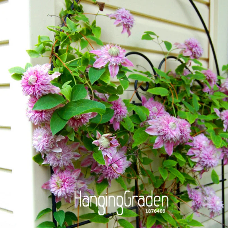 Новое поступление! 100 шт./лот красные клематис флоры цветы для внутреннего