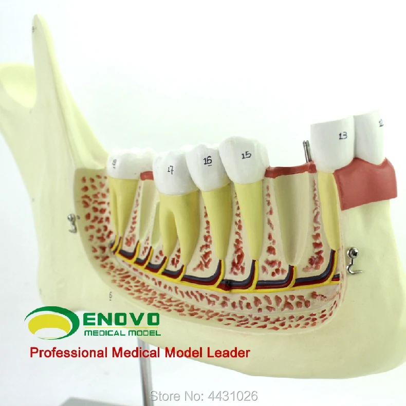 Эново анатомическая модель mandible | Канцтовары для офиса и дома