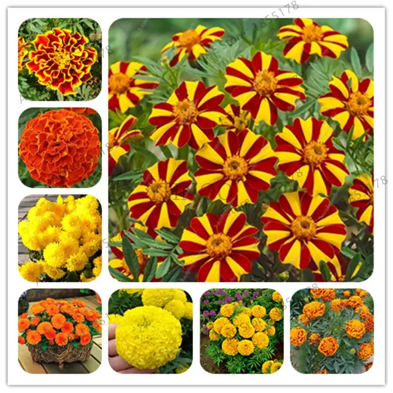 Большая распродажа 200 шт./пакет африканские Marigold травы Tagetes Erecta бонсай из цветов