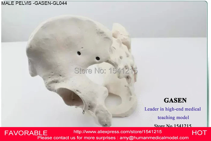 Демонстрация человеческих скелетных систем Мужской Скелет таза взрослые