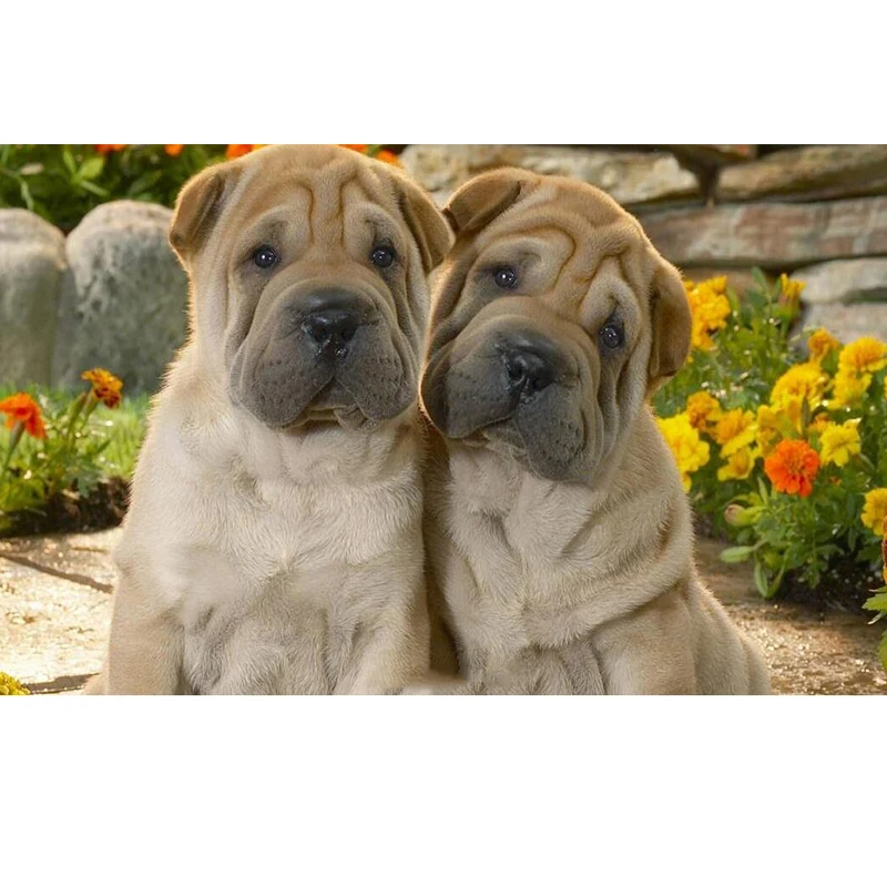 

5D Animal Diamond Painting Diamond Embroidery Two Sharpei Dogs Cross Stitch Mosaic Diy Full Square / Round Drill Gift Home Decor
