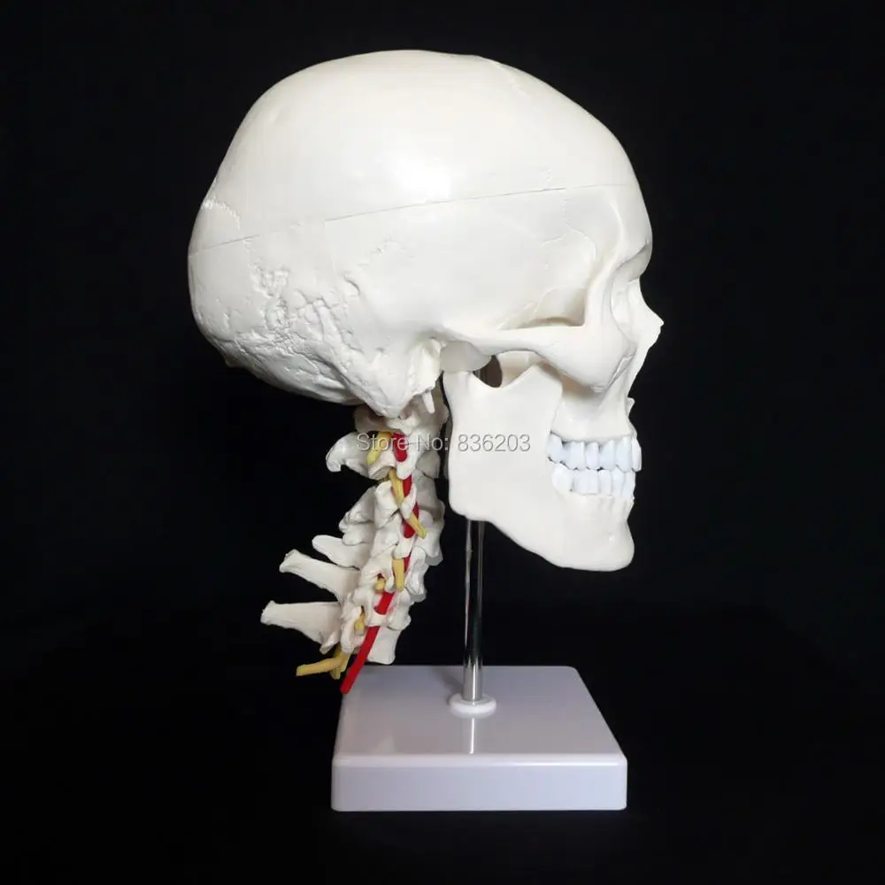 Человеческое искусственное череп кожа головного мозга анатомическая осанка