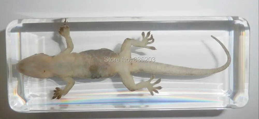 Обычный дом Gecko Hemidactylus frenatus образец в акриловой травме медицинские инструменты