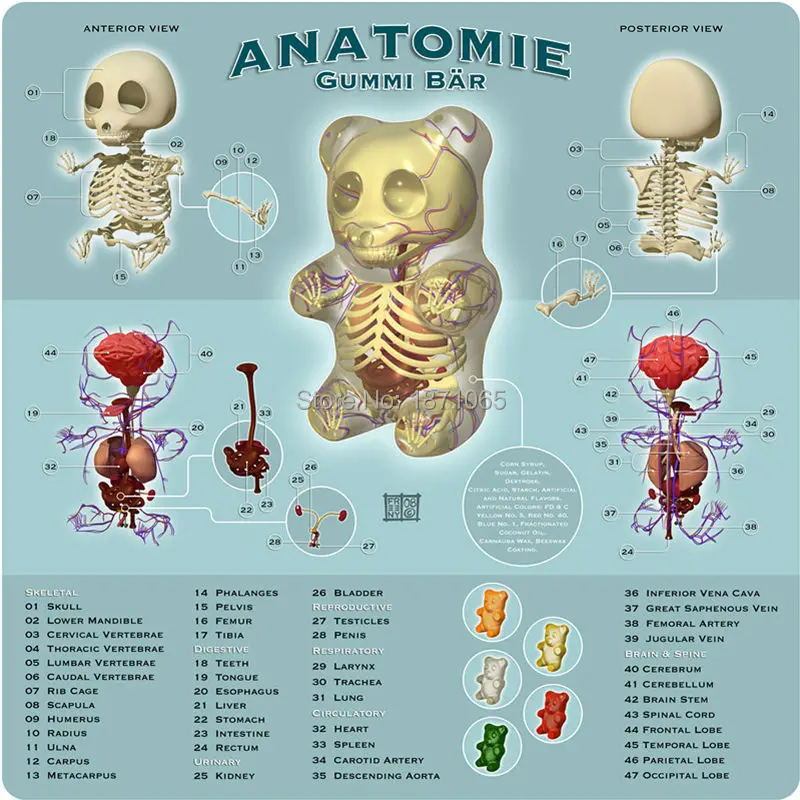 Наука игрушки 4DMASTER модель анатомирования для перспектива медведь скелет Аниме