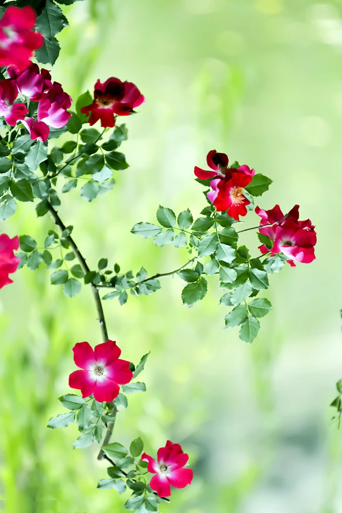 Diamond Вышивка 5D поделки алмазов картина красная роза цветы лист полный квадратный