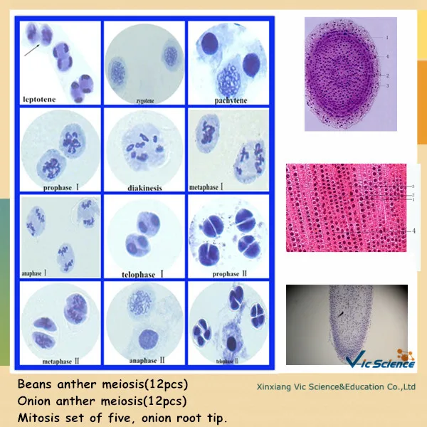 Биология меоза и митоза приготовленные слайды|meiosis slide| |