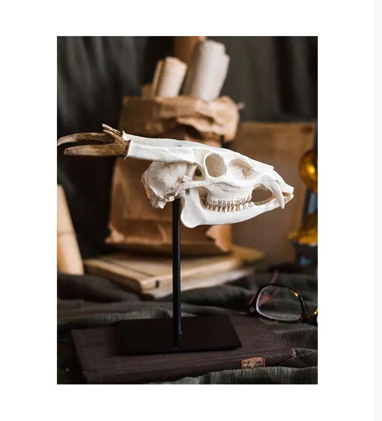 Альтернативное достаринное окаменелое молодое рогатое животное Дракон Череп Смола Украшение для учебы дизайнерский стиль дисплей