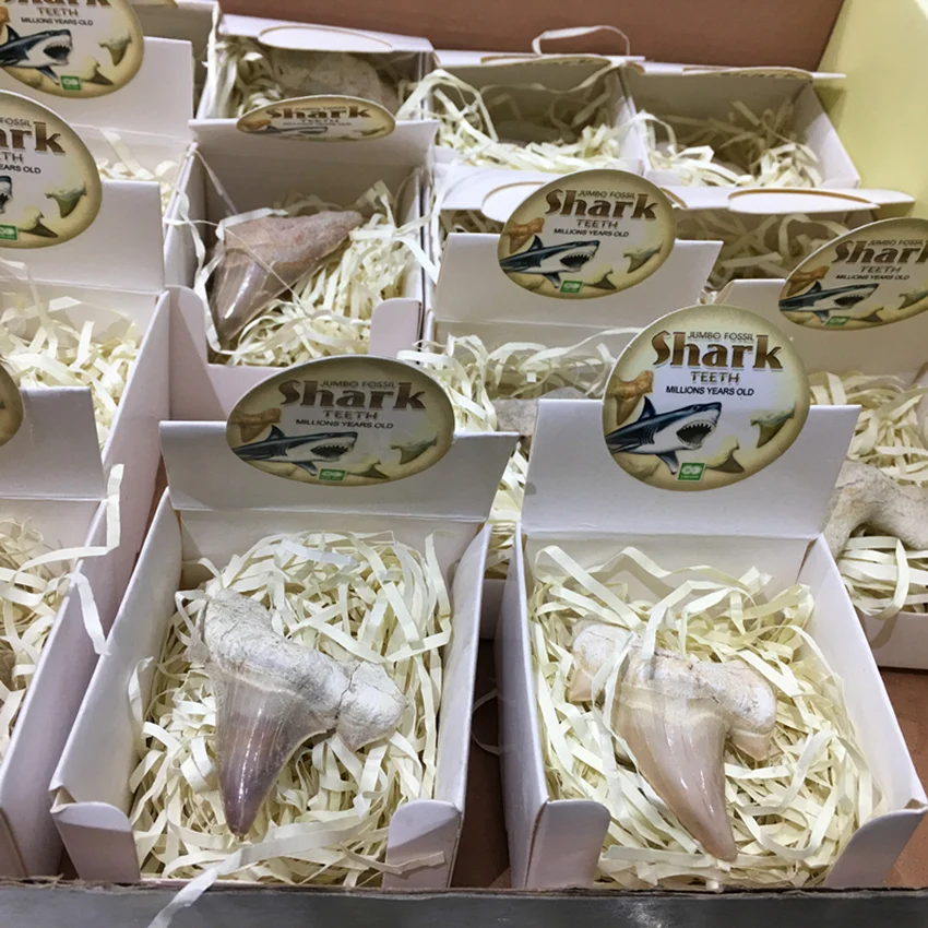 Pinhan натуральные морские животные ископаемые акулы образцы минералов