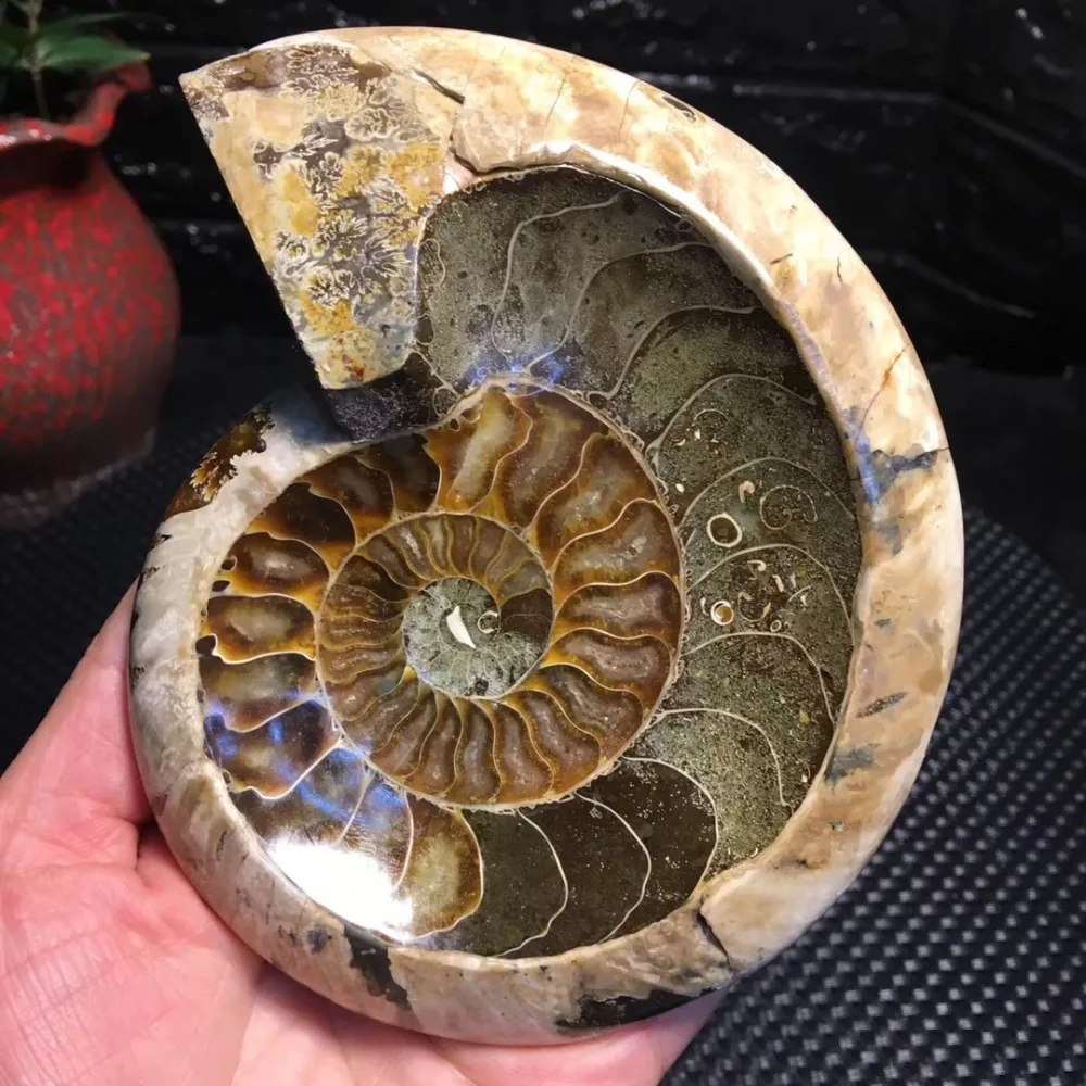 

Natural Ammonite Fossils Ashtray Polished Conch Gemstones And Minerals For Home Decoration Ornaments