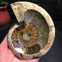 natural ammonite fossils ashtray polished conch gemstones and minerals for home decoration ornaments