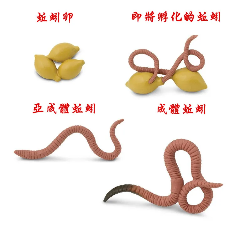 

pvc figure Genuine simulation model toy ladybug life cycle set