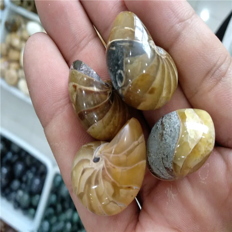 

4pcs small Natural whole ammonite fossil conch crystal specimen healing