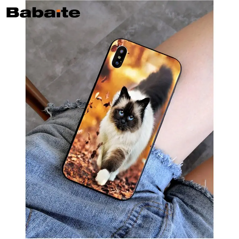 Babaite сиамская кошка красивый чехол для телефона iphone 8 8plus и 7 7plus 6s Plus 6 плюс 5s